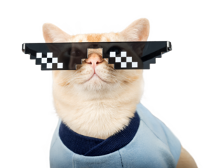Burmese cat wearing pixelated glasses and a blue T-shirt.