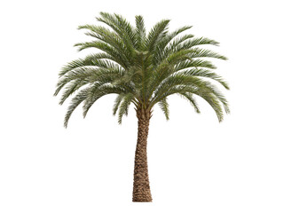 Obraz premium Isolated Transparent Palm Tree on Clear Background