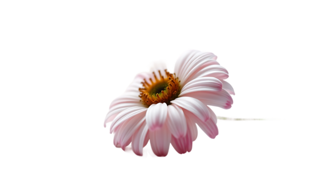 Sad flower isolated on white background - Powered by Adobe