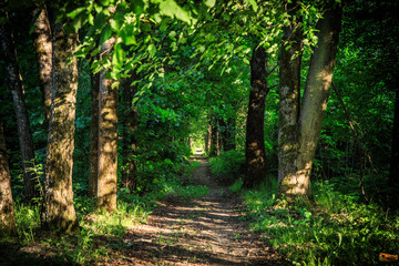Path in the linden alley