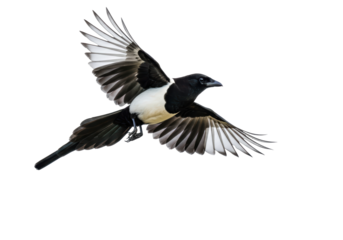 Isolated Magpie in Full Flight Displaying Striking Black and White Plumage