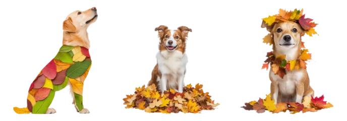 Fototapete Rund Dogs with Autumn Leaves on Isolated Transparent Background © vectorizer88