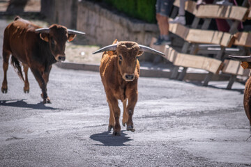 Encierro de toros por las calles