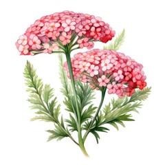 Yarrow watercolor painting showcasing delicate pink blossoms and lush green leaves in a nature-inspired design