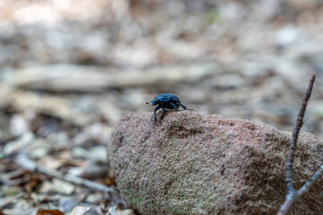 High-Resolution Macro Close-Up of Shiny Black Beetle on Mossy Forest Rock Highlighting Exoskeleton...