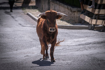 Encierro de toros por las calles
