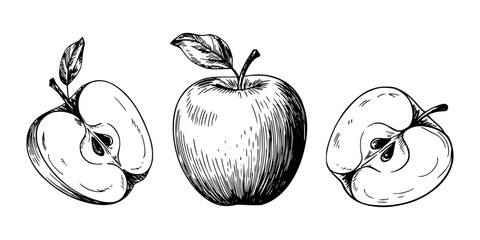 Artistic illustration of an apple and slices in detailed hand drawn style