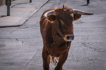 Encierro de toros por las calles
