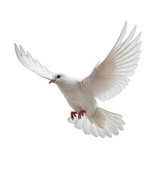 Obraz premium White dove gracefully flying with open wings isolated on transparent bg, cutout png