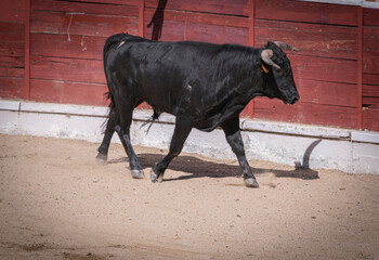 Corrida de toros