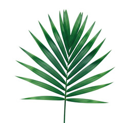 Vibrant green palm leaf isolated on transparent background for creative projects, cutout png