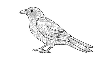 Detailed line drawing of a crow perched gracefully on an unseen surface showing feather detail and alert posture