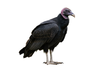 Isolated Striking Portrait of a Black Vulture Bird