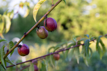 dojrzewające śliwki w sadzie na drzewie. miękkie światło. zachodzące słońce oświetla owoce