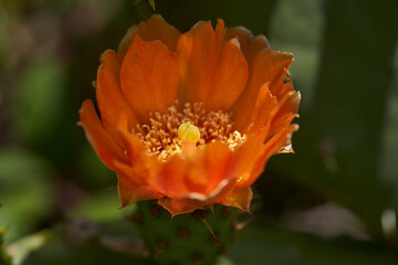 Prickly pear cactus flower closeup
