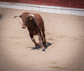Corrida de toros