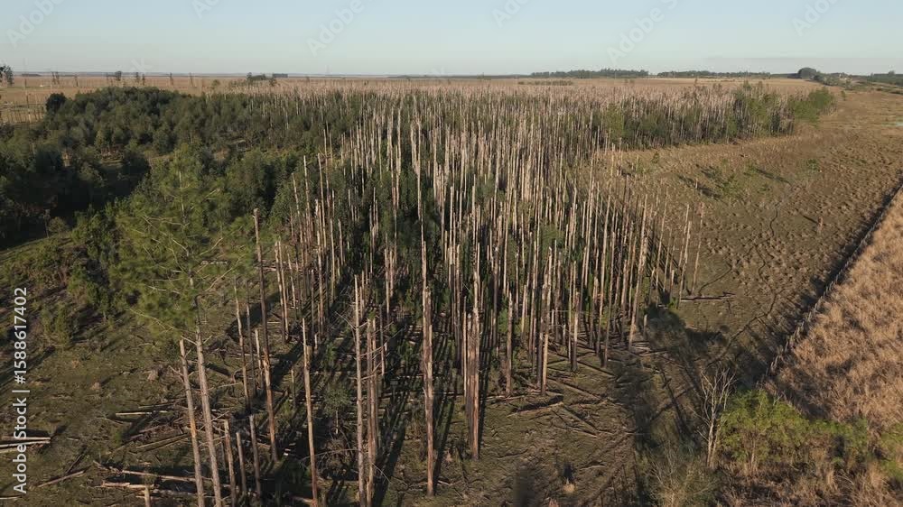 Poster Logging dead forest area with sparse remaining trees and cleared forest terrain in golden light.