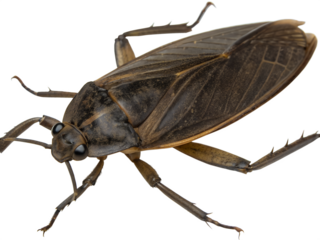 A detailed close-up of a brown water bug, showcasing its elongated body, large eyes, and prominent legs. The insect is isolated on a transparent background.
