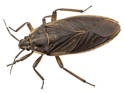 A close-up of a brown water bug, showing detailed features such as its large eyes, long antennae, and broad wings. The insect is isolated on a transparent background.
