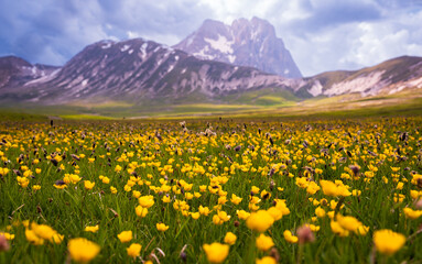 Field of yellow wild flowers in summer in mountain