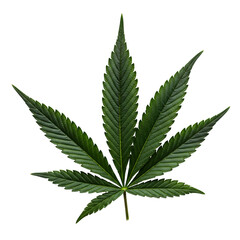 Single cannabis leaf displays prominent veins against dark backdrop, transparent background