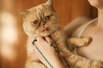 A cute exotic shorthair cat licks its lips while being held by a person