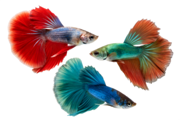 Three colorful betta fish with flowing fins on a transparent background. The fish display vibrant colors including red, blue, and green.