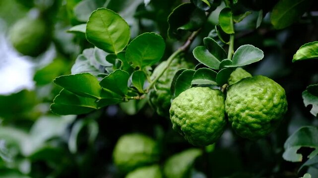 Bergamot, Fresh green bergamot fruit hanging from branch. bergamot tree garden and healthy food concept, group of bergamot,Bergamot medicinal plants with many