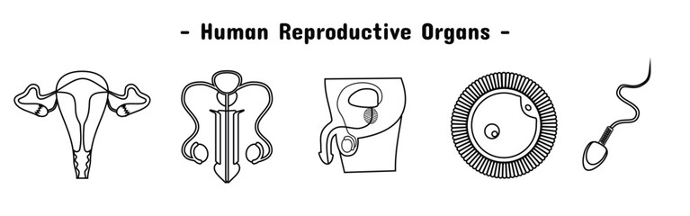 human reproductive organ set design. ovaries, penis, sperm and egg cells.