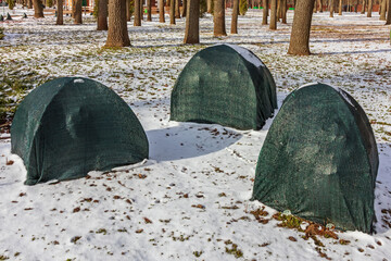 Bushes are protected from cold and snow. Plants are covered with garden agrofibre (agrotextile). Protection of plants in a garden or city park from sun rays in winter