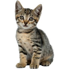 Obraz premium Sitting Brown Striped Kitten