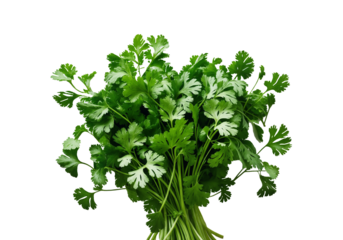 Fresh Vibrant Cilantro Bunch with Glossy Leaves isolated on transparent background. Generative Ai
