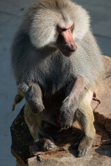 Baboon Portrait Zoo Animal Closeup. A hamadryas baboon stares intensely at the camera, its long,...