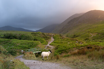 Irish landscape of the Kerry Mountains. Sunset and grazing sheep. Ireland in summer.