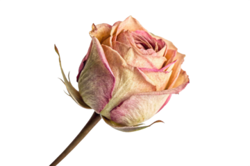 A beautiful dried rose flower with pink and beige petals stands isolated on a transparent background, perfect as a png image.