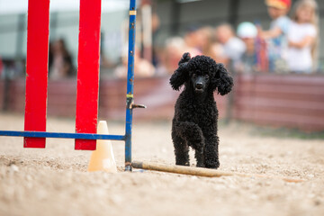 Sports with a dog. A small black poodle is doing agility. In the background are stands and people.