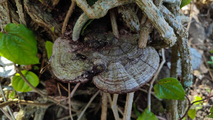 Aged bracket fungi grow on a tree trunk in a forest environment, showing cracked, woody textures...