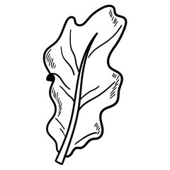 Hand drawn doodle lettuce leaf on white background.