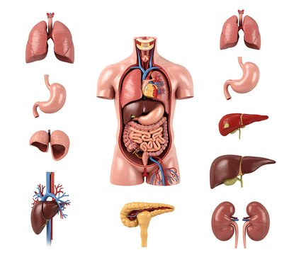 Detailed 3D Illustration of Human Internal Organs