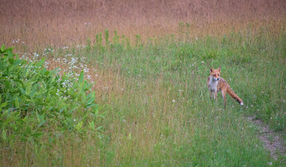 農場にいるキタキツネ Ezo Red Fox on a Farm