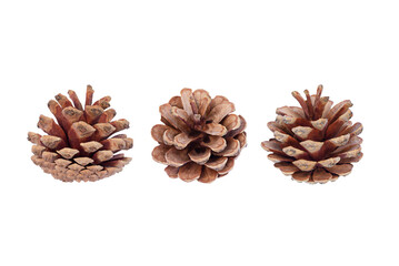 Set of pine cones isolated on pure white background. Format png.