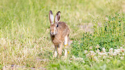 rabbit in the grass