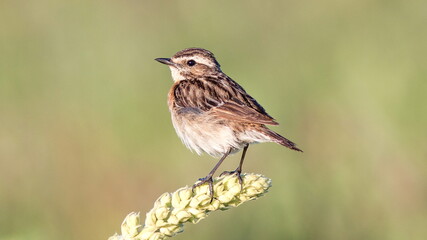 female house sparrow