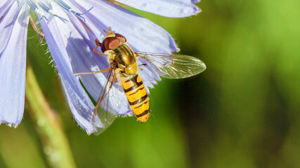 bee on a flower