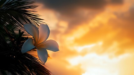 Delicate white plumeria flower silhouetted against dramatic orange sunset sky with palm fronds creating tropical paradise ambiance. Suitable for wellness and travel designs.