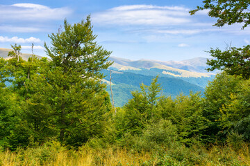 mountain landscape with beech forest in summer. beautiful nature scenery with trees on the steep hillside of svydovets ridge under cloudy sky