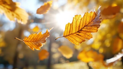 Detailed close-up of colorful leaves suspended mid-air against a softly blurred park background with a cinematic perspective