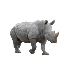 Fototapeta premium A realistic, detailed depiction of a rhinoceros walking against a white isolated background, showcasing its unique features and textures.