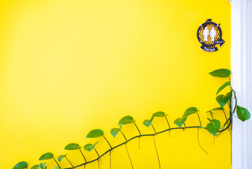 Bright yellow wall with green vine plant and a unisex toilet sign. Minimalist and vibrant decor...