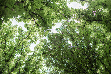 Trees Leaves Canopy: Spring foliage viewed upward in forest creating natural green ceiling.